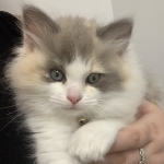 Pandora Ragdolls
