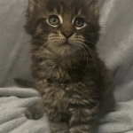 Niki