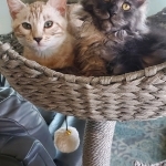 Crystal Maine Coons