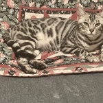 Aloha Of Bengals Cattery