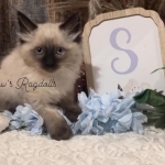 Snows Ragdolls