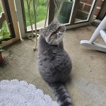 Lori