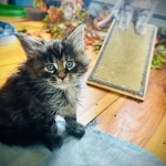 Amy