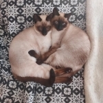 Juniper Vale Siamese
