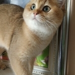 Roxy