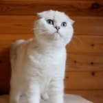 KittensUp