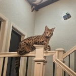 Queens Of Hearts Cattery