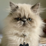 Dina