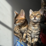 Designrbengals