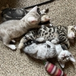 Bengals Under The Stars