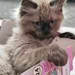 Theresa