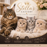 Stella
