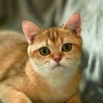 Kirill