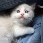 Purrfect Ragdolls