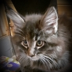 Stately Maine Coons