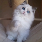 SnoDen Ragdolls