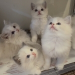 Royal Ragdolls