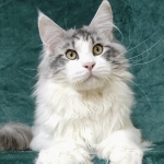 Maksim