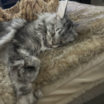 Chatham Maine Coons