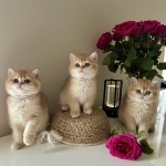 Jasmine&lowbar;blueeye1