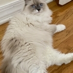 SiberianTaj