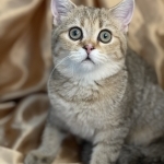 Tatiana