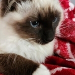 Dorothy