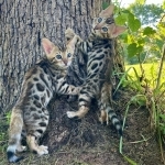 Slightly Wilde Bengals