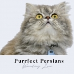 Purrfect Persians