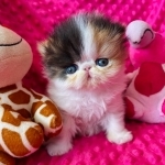 Purr Kitty