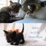 Blest By God Kittens