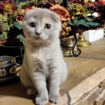 Floretta