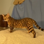 Sea Forest Bengals