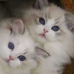 AngelicCharm Ragdoll
