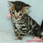 Rumblepaws