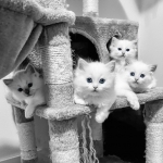 Akela Ragdolls