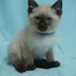 Singing Cat Cattery