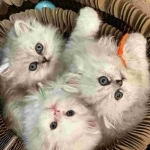 PurrPats Persian Cats