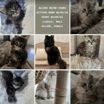 Allure Maine Coons