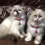 AR Pampered Ragdolls