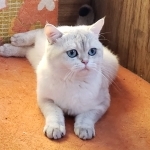 Lena