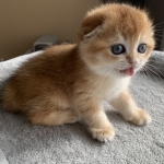 KATrina