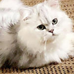 Pristine Persians LLC