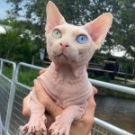 Goldcoast Sphynx