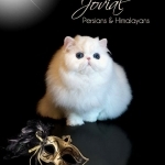 Jovial Persians