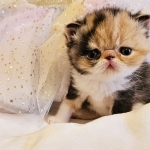 3Hearts Cattery