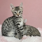 Selective Savannah'
