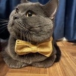 Snuggleme Cattery