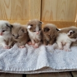 Kitty
