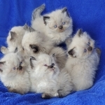 LS Kittens